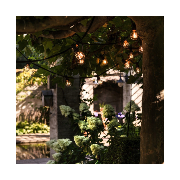 Bright Light Sort clear