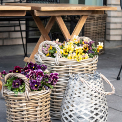 Caor, kurvest, 4 stk. 