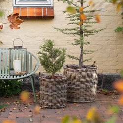 Indo, kurvest, 2 stk. 