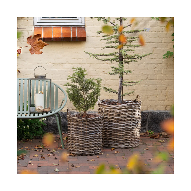 Indo, kurvest, 2 stk. 